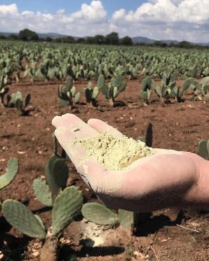 Olga Merediz Instagram - Repost from @georgelopez
•
Amazing!! We’ve always made something out of almost nothing, it’s part of who we are, but this is next level! 

Swipe ⬅️ Adrian and Marte, two entrepreneurs from #Mexico have successfully made vegan ‘leather’ called “Desserto” out of Nopal #Cactus and looks identical to its animal skin counterpart — without harming animals or the environment in the process 🧑🏼‍🌾🌵

These leaves are harvested from organically grown cactus plants, cleaned, mashed, and left in the sun to dry for three days before being processed and then grounded into powder. Finally the powder is mixed with a patented formula to produce leather.

(📸 @desserto.pelle)