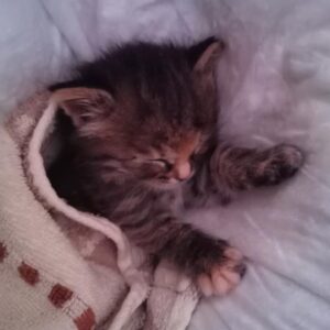 Olga Tumaykina Instagram - По просьбе моих подписчиков,и видимо,-почитателей котов(особенно новорождённых,и особенно подброшенных)))...а потом,-выпущенных на волю в добрые руки и добрые семьи..Произвольная программа из жизни устроенных котят..свежие фотки-обещаны..а,-это! Недавние кадры из новой жизни в Добрых Руках! Посвящается всем котам и кошкам! А также их Родителям,или Хозяевам!)))#ктовдетствеслышалнеситудаоткудапринес #яслышалаинеуносила #пристоиличетверых #мымолодцы #кошкинылюдикоторыелюбятсобак #молодцытектоприютилидалдом #подаритекотенкутепло #неартисткинодело #ачтоделать #мывответедажезатехкогонесобиралисьприручать #оченьнуженмиллиард #миллииардденегдлябездомныхкошекикотов #длялюдейнуженбиллионденег