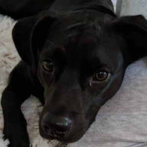 Oliver Claffey Instagram - Today is Bilbo's 3rd (or eleventy-first, depending on who you ask) birthday! 🎉🎂🎉

He's come a long way from the skinny rescue puppy in Orlando to the thicc king of the UK canal dogs.

Send him your birthday thoughts and wishes and whatever else you can.

He'll be busy being a good boy.🦮🐾

#dogsofinstagram #rescuedog #dog #birthdayboy #heinz57dog #bilbobaggins #thehobbit