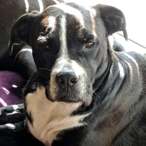 Oliver Claffey Instagram - Today is Guinness' 4th Birthday! 🎊🎉🎂🎉🎊

I didn't have a dog growing up and it wasn't until I moved to America that I first got Guinness. She's been with me now through a few changes of house and even a change of country. 

She is also the reason that the wolf tattoo on my forearm has a white face! 🐺

#dog #dogsofinstagram #birthdaygirl #tradionaltattoo #bulldog #goldenretriever #captainjack
