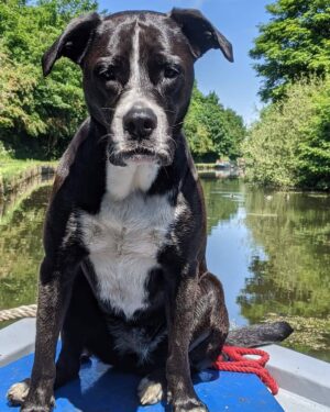 Oliver Claffey Instagram - Narrowboats don't tend to have a figurehead. M'lady, Guinness, often fulfills the role. 

🐊 🏴‍☠️

#Guinness #Narrowboat #CanineCrew

#DogsOfInstagram #Bulldog #GoldenRetriever