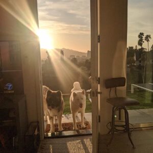 Omar Benson Miller Instagram - The door is open... Just walk through it #potd #dogsofinstagram #sunset #california