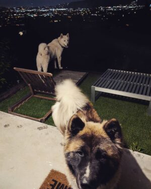 Omar Benson Miller Instagram - It's a dog eat dog competition #dogsofinstagram #akitasofinstagram
