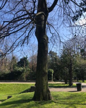 Orla Brady Instagram - Thank you all for birthday wishes. 🎂🎂🎂Here is a pic of my new friend Tree. She lives in Iveagh Gardens in Dublin 2 and gets a daily hug from me. and is really being quite stoic about it. Got to hug someone. #lockdownbirthday #staythefuckinside @startrekcbs