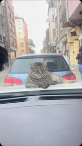 Orlin Pavlov Top 100 Instagram Photos and Posts
