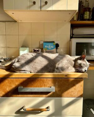 Owen Jones Instagram - Keir ☀️🐈😻