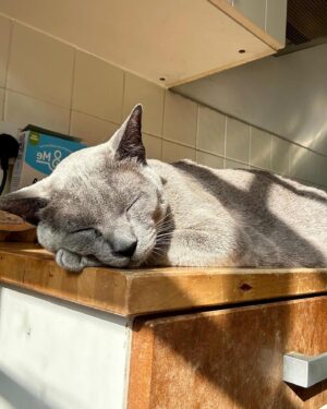 Owen Jones Instagram - Keir ☀️🐈😻