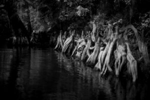 Owen Teague Instagram - Trees and knees #floridawetlands