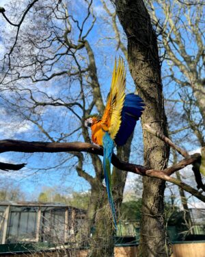 Özge Sezince Varley Instagram - Tropical Birdland 🦜 

#tropicalbirdland #tropicalbirds #englishlife #lifeinuk #familytime #familylife #familylove