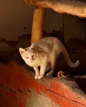 Paco Tous Instagram - Miau!!! Hoy miau !!!