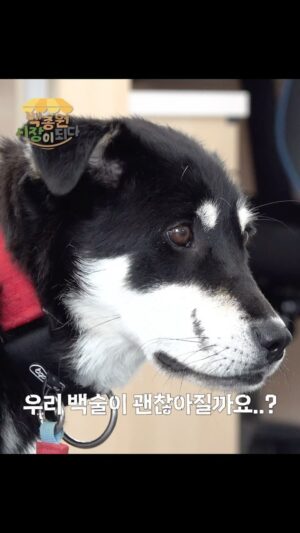 Paik Jong-won Instagram - 금쪽같은 우리 백술이가 요즘 좀 이상한 것 같아요..

좋아하는 간식을 줘도 피하고..
손을 내밀면 으르렁거리고..
휴... 이런 걸 개춘기라고 하나요?

백술이의 2번째 이야기는 
유튜브 백종원 시장이 되다 27화를 확인해주세요!