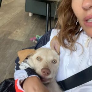 Paloma López Instagram - Querido Leo, tú no vas a leer este post pero yo lo escribo igual. Cumples 1 año, y la primera foto es de cuando te rescatamos en la protectora. He de decir que tú me rescataste a mi y me diste mucho de lo que me faltaba. Hacia 2 años que se murió mi perrita Noa y yo estaba tan triste que no era capaz de coger otro perrito, pero apareciste tú. Y desde el minuto uno me cautivaste. Te pareces a tu padre, pero eres gracioso y divertido como tu madre 😝 🤍  #adoptanocompres #dog