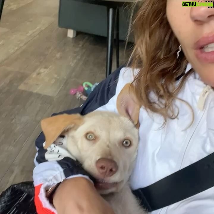 Paloma López - 1.2K Likes - Querido Leo, tú no vas a leer este post pero yo lo escribo igual. Cumples 1 año, y la primera foto es de cuando te rescatamos en la protectora. He de decir que tú me rescataste a mi y me diste mucho de lo que me faltaba. Hacia 2 años que se murió mi perrita Noa y yo estaba tan triste que no era capaz de coger otro perrito, pero apareciste tú. Y desde el minuto uno me cautivaste. Te pareces a tu padre, pero eres gracioso y divertido como tu madre 😝 🤍 #adoptanocompres #dog
