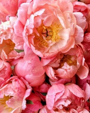 Pamela Golbin Instagram - 🌸