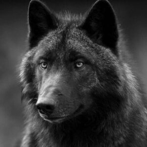 Pamir Pekin Instagram - You will be like a wolf..