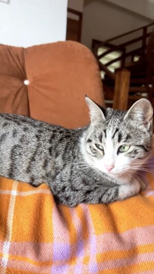 Parichehr Moshrefi Instagram - دلبری های فندق #😻 #😻😻😻 
.
#گربه_من #گربه #گربه_ایرانی #گربه_زیبا #گربه_بامزه #گربه_های_اشرافی
.
#explore #e #explorepage #recent4recent #اکسپلور_اینستاگرام_فالوور_لایک_کامنت #اکسپلور
