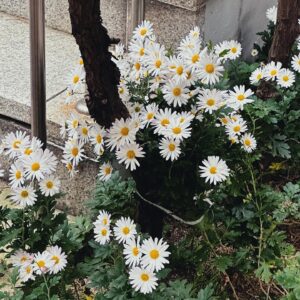 Park Jae-chan Instagram - 🌼