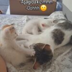 Parla Şenol