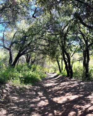 Paton Ashbrook Instagram - Covered in mud and flourishing.🌞🌊🌾
Quick trip, had to fit in my fave hike and a quick treat. Here are some nature sounds for you. 
💋 Make sure you’re grounding yourself amidst this chaotic time.
#groundingtechniques #hikingtrails #naturelover #somatichealing #selfcare #eclipseseason #mercuryretrograde #soundscapes