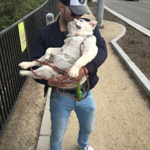 Patrick John Flueger Instagram - ME: Hey Dita let's go for a walk •
•••••••• HER: Nah... •
• #FatLazyAndLovable #GorditaVonTeese #PaddysHome •
.
.
.
.
#bulldog #englishbulldog #instagramdogs #petstagram #dogs_of_instagram #puppylove #weeklyfluff #ilovemydog #doglovers #dogoftheday #dogsofig #instagramdogs #petstagram #dogs_of_instagram #puppylove #weeklyfluff #ilovemydog #doglovers #dogoftheday #dogsofig #doglover #doglife #conquer_la #weownthenight_la #discoverla #losangelesgrammers #conquer_ca #lagrammers #iphoneography #iphoneonly #iphonesia #iphoneography
