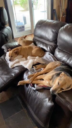 Patrick Warburton Instagram - Good for nothing hounds….