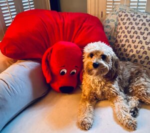 Patrick Wilson Instagram - Thank you @paramountplus for the  #cliffordthebigreddog in support of @cliffordmovie! ❤️You have made our niece, nephew, and youngest Wilson VERY happy. Go see Clifford! (and if you are near The Village at SOPAC, see it there. 😄) @cinemalabtheatres @happydaggy