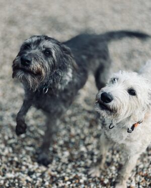 Paul Blackthorne Instagram - Teddy & Clove.
How adorable ?
Pooches of @patsimac1 Robbie & Kasper.
