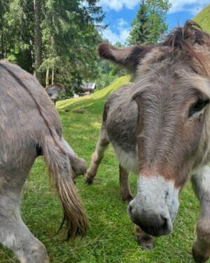 Pedro Elias Instagram - Foto 1: donkey. Foto 2: donkey