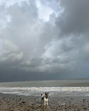 Penny Smith Instagram - The noble beast. #stormy #jackrussell #seaside