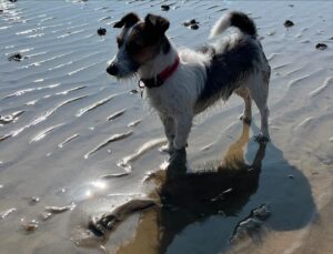 Penny Smith Instagram - Just a dog leading his best life #wilf #ball