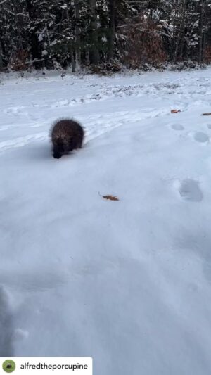 Penny Smith Instagram - I’d like this porcupine to move to Britain and be my alarm clock with an apple scoff