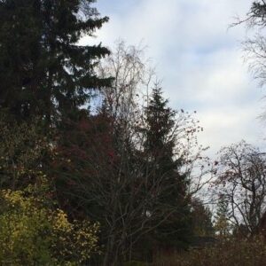 Peter Franzén Instagram - I love the #north ... but when the #big #bird heads #south , I feel I should join & return back home to #simplelife.  #jumalauta 🇫🇮 #autumn