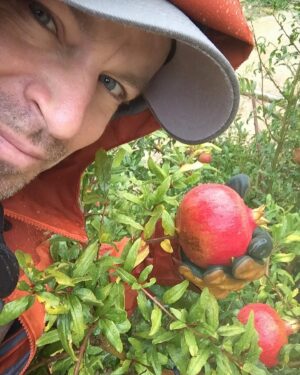 Peter Franzén Instagram - Back home at #simplelife after 6 months. Right on time for the #autumn #harvest 😁 #pomegranate #antioxidants ✨