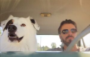 Peter Franzén Instagram - I took my #copilot for a ride today, because he likes to sit on the the front seat, and because he’s a #hero . He saved a smaller K9 brother from a vicious attack. He might also get an extra treat...or two. 😄  #internationaldogday - every day.❤️