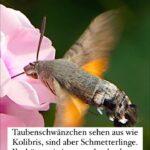 Peter Wohlleben