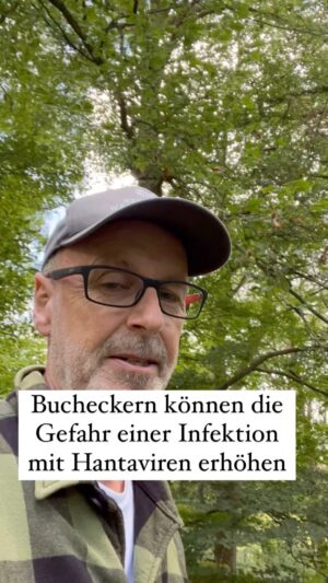 Peter Wohlleben Instagram - Bucheckern können die Gefahr einer Ansteckung Hantaviren erhöhen. #baum #wald #buche #herbst #mäuse #natur #viren #wohllebenswaldakademie #peterwohlleben