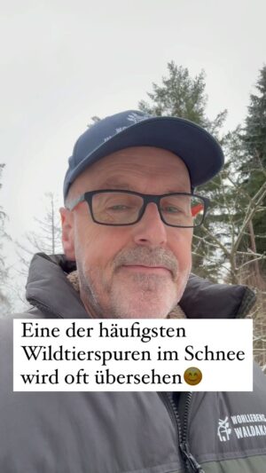 Peter Wohlleben Instagram - Eine der häufigsten Wildtierspuren im Schnee wird oft übersehen.#schnee #spurenlesen #wald #stadtnatur #wohllebenswaldakademie #wohllebenswelt #tierspuren #natur #wildnis #waldpädagogin #waldliebe