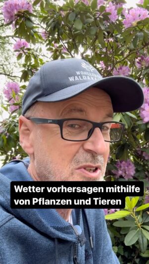 Peter Wohlleben Instagram - Versuch doch mal, das Wetter mithilfe von Pflanzen und Tieren vorherzusagen! Das macht richtig viel Spaß! #wald #waldliebe #waldkindergartenkind #naturliebhaber #naturliebe #naturlovers #umwelt #umweltheld #wohllebenswaldakademie #wohllebenswelt #wetter #regen #sonnenschein #outdoor