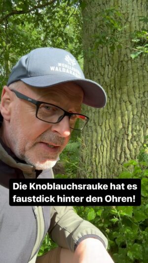 Peter Wohlleben Instagram - Die Knoblauchsrauke kann verhindern, dass sich Baumsämlinge mit den für sie so wichtigen Wurzelpilzen verbinden. Dadurch hält sich dieses Kraut einen Platz im Wald frei, ohne überwachsen zu werden.#wald #waldliebe #naturliebhaber #kräuter #kräuterhexe #naturwunder #wohllebenswaldakademie #wohllebenswelt