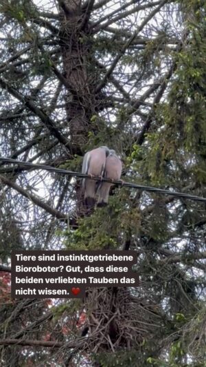 Peter Wohlleben Instagram - Tiere sind instinktgetriebene Bioroboter? Gut, dass diese beiden verliebten Tauben nichts davon wissen.❤️ #tiere #liebe #natur #naturliebe #waldliebe #vogel #wohllebenswaldakademie #wohllebenswaldakademie #naturelovers #lovestory #tauben