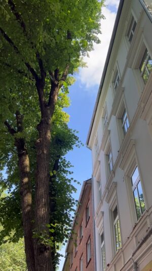 Peter Wohlleben Instagram - Bäume kühlen Häuser im Sommer durch Schatten und Verdunstung besser als jede Klimaanlage. Deshalb: Keine Angst vor großen Bäumen nahe am Haus - sie sind Eure besten Freunde!