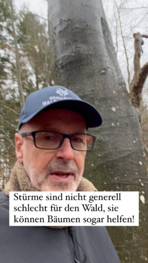 Peter Wohlleben Instagram - Stürme sind nicht generell schlecht für den Wald, sie können auch so etwas wie einen Hausputz für die Bäume machen. #sturm #wetter #wald #waldliebe #wohllebenswaldakademie #peterwohlleben #natur #orkan #