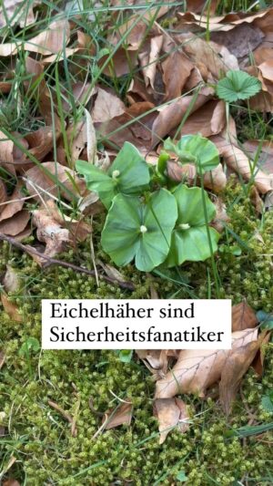 Peter Wohlleben Instagram - Eichelhäher sind Sicherheitsratiker – ihre Spuren sieht man jetzt überall. #birds #vogel #eichelhäher #bäume #baum #wald #waldliebe #waldkindergartenkind #wohllebenswaldakademie #wohllebenswelt #natur #naturkindergarten #naturelovers #frühling