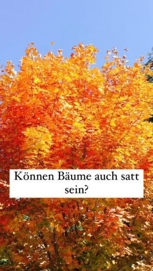 Peter Wohlleben Instagram - Können Bäume auch satt sein? Ja, das können sie, und besonders Kirsche und Vogelbeere zeigen das sehr deutlich. #wald #bäume #natur #baum #garten #herbst #wohllebenswaldakademie #peterwohlleben #wunderdernatur