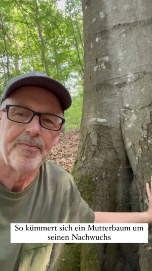 Peter Wohlleben Instagram - Mutterbäume kümmern sich rührend um ihren Nachwuchs: Sie beschatten ihn, damit er langsam wächst (und nur deshalb sehr alt werden kann), und versorgen ihn über ihre Wurzeln mit Zuckerlösung - sie stillen ihn quasi. Außerdem pumpen sie nachts Wasser aus tieferen Bodenschichten nach oben und entlassen es dort in obere Schichten, wovon der Sämling mit seinen kürzeren Wurzeln dann profitiert - er bekommt genug zu trinken.
