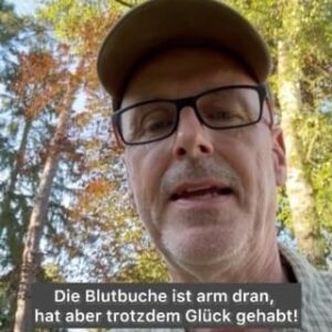 Peter Wohlleben Instagram - Die Blutbuche hat’s wirklich schwer, zum Glück wird sie so geliebt.
