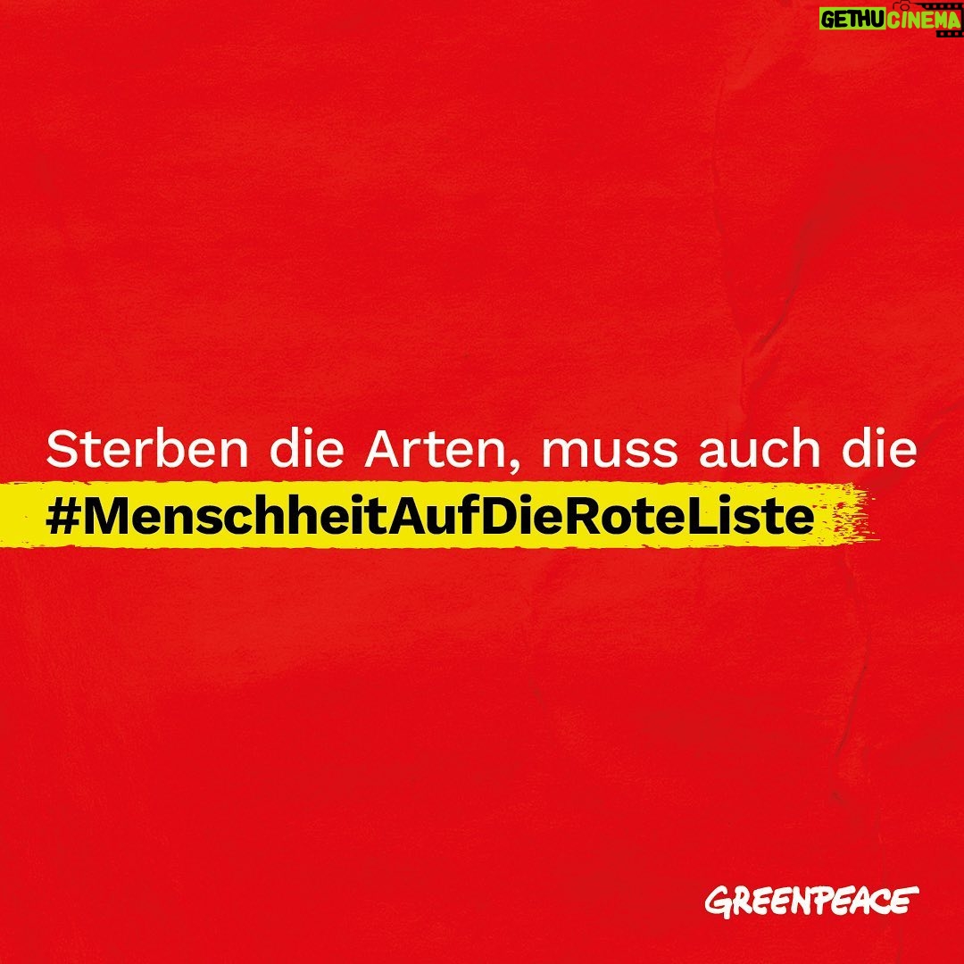 Peter Wohlleben - 6.7K Likes - 🌳🐾 Gemeinsam mit Förster und Autor @peter_wohlleben setzen wir uns für die Wälder und ihre Bewohner:innen ein. Denn Artenvielfalt ist überlebenswichtig! Peter zeigt uns die faszinierende Welt der Bäume und Tiere und kämpft unermüdlich für ihren Schutz.
👉 Unterschreibe unsere Petition zum Schutz der Artenvielfalt, denn wenn die Arten sterben, muss auch die #MenschheitAufDieRoteListe. (Link in der Greenpeace Profilbeschreibung)
👉Nutze unseren alarmroten Insta-Filter und verbreite die Message mit dem Hashtag #MenschheitAufDieRoteListe, damit noch mehr Menschen auf die Biodiversitätskrise aufmerksam werden.
👉 Welches ist dein Lieblingsbaum? 🌳 Schreib es in die Kommentare.
#Artenschutz #Wälder #Waldschutz #Artenvielfalt #Biodiversitätskrise