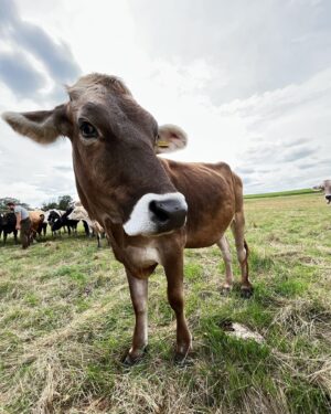 Petra Vindyšová Instagram - Mám zážitek.
Zážitek se statku a z pastvy @farma_struhy 

Běželo na mě veselý stádo krav a bylo to skvělý. 
Dík za další krásnej den plnej poznávání s @etapa_pgfoodies a těším se, co za dobrodružství nás čeká příště!

#kravy #stado #etapa #chefslife #nature #cowgirl