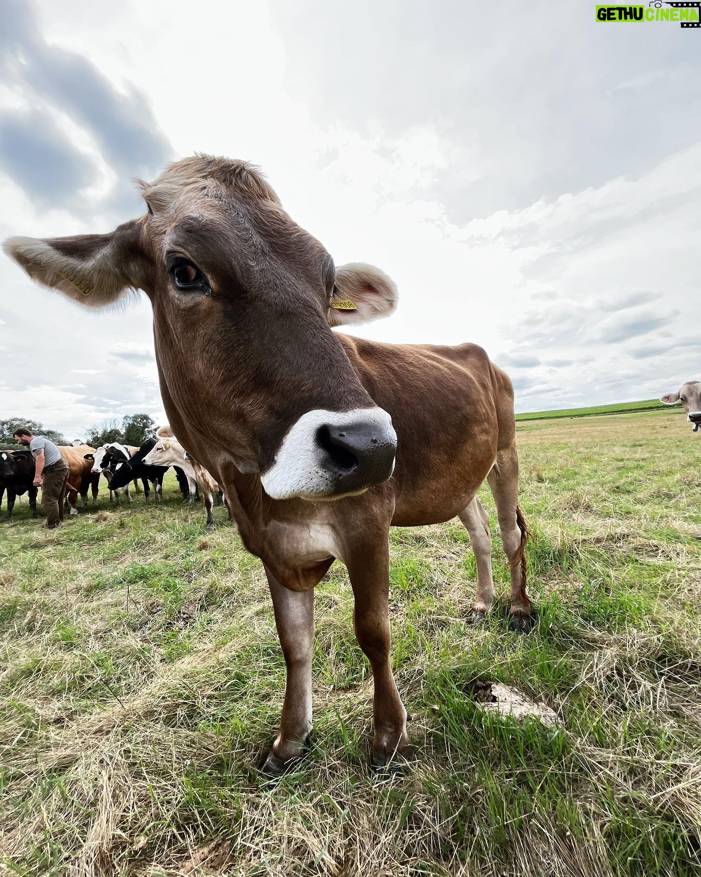 Petra Vindyšová - 151 Likes - Mám zážitek.
Zážitek se statku a z pastvy @farma_struhy
Běželo na mě veselý stádo krav a bylo to skvělý.
Dík za další krásnej den plnej poznávání s @etapa_pgfoodies a těším se, co za dobrodružství nás čeká příště!
#kravy #stado #etapa #chefslife #nature #cowgirl