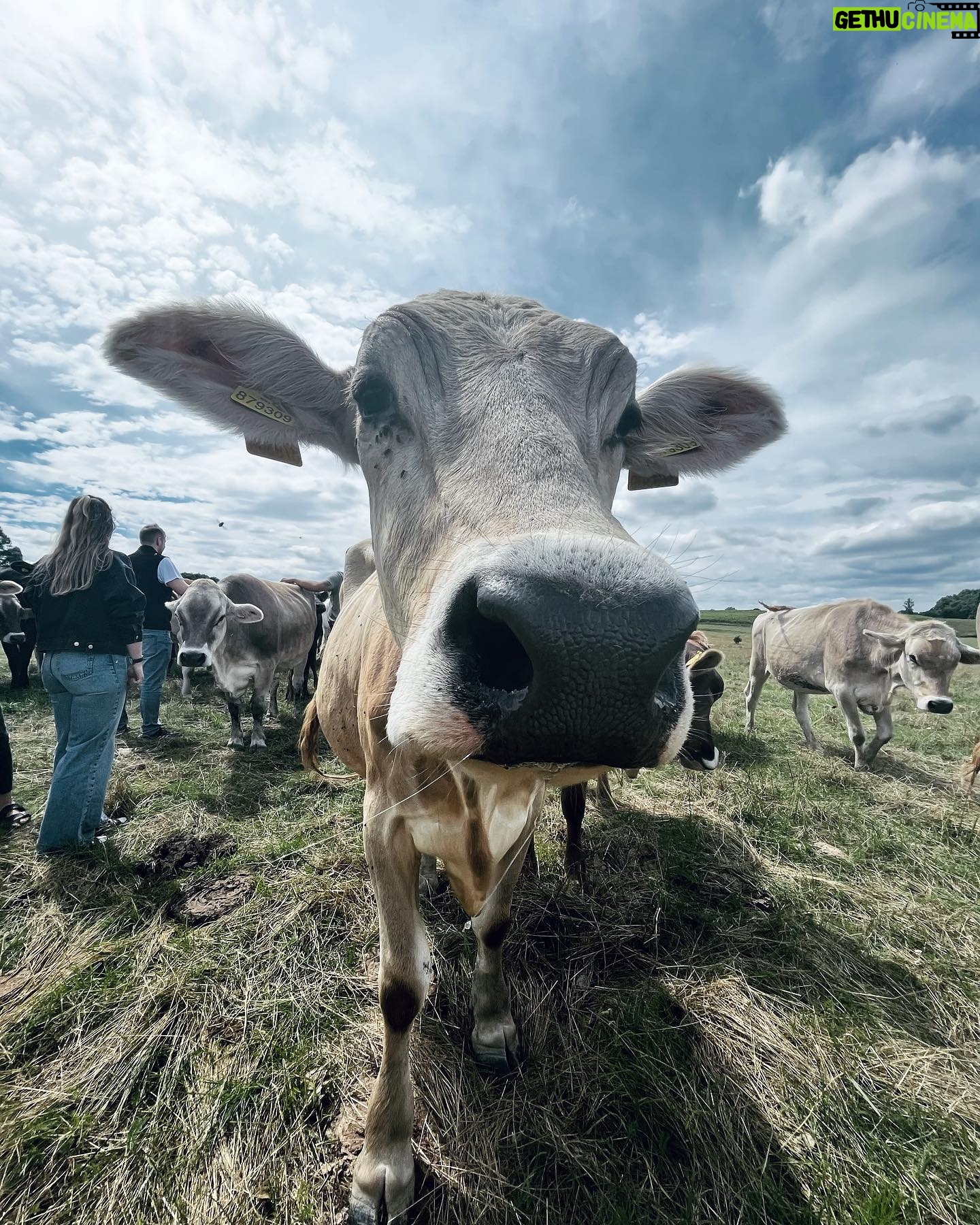 Petra Vindyšová - 151 Likes - Mám zážitek.
Zážitek se statku a z pastvy @farma_struhy
Běželo na mě veselý stádo krav a bylo to skvělý.
Dík za další krásnej den plnej poznávání s @etapa_pgfoodies a těším se, co za dobrodružství nás čeká příště!
#kravy #stado #etapa #chefslife #nature #cowgirl